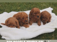 En İyi Toy Poodle Yavruları