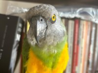 senegal papağanı