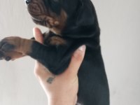 DEV DOBERMAN YAVRULARI KİNG KALİTELİ KAN