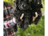 Siyah Toy Poodle Bebekleri