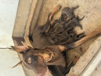 Doberman Köpeklerimiz