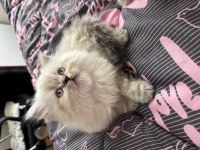 Biblo british longhair yavrular