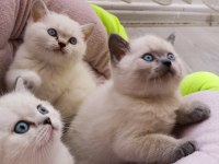 British shorthair blue point