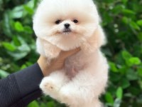A kalite Pomeranian yavrular