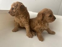 Sevimli Toy Poodle Yavrular Eskişehir