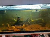6 tane 25 cm ve 30 cm arası köpek balığı 3 vatoz