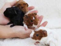 Guineapig Yavrular Aynı Gün Set Halinde Teslim Edilir