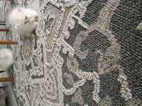 Türünün en güzeli persian