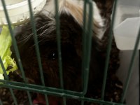 Safkan temiz sakin guinea pig