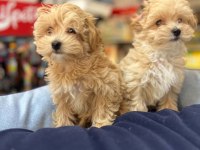 TÜY DÖKMEYEN Hİ̇POALERJENİ̇K SAFKAN TEACUP MALTİ̇POO