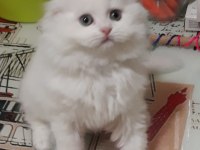 British Longhair ve Scottish Fold Kedisi