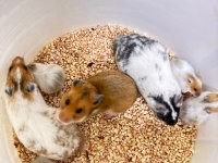 Suriye Hamster