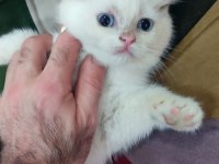 British shorthair minnak erkekler