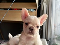 PLATİNİUM FRENCH BULLDOG İKİ PRENSES YENİ AİLESİNİ ARIYOR