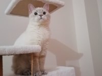 7 aylık british shorthair