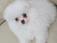 Bembeyaz Pomeranian Yavrular