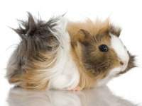 Guinea Pigler