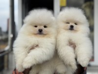 Yarışma düzeyinde sçr li pomeranian petmode den