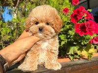 ORJİNAL GÜLER YÜZLÜ MALTİPOO YAVRUM