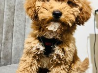 Köpeğimiz Paris Yeni Yuvasını Arıyor
