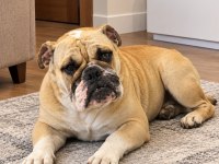 GÖRÜNÜŞÜYLE HAYRAN BIRAKAN İNGİLİZ BULLDOG