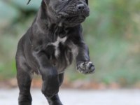 Irk ve sağlık garantili cane corso yavrularım