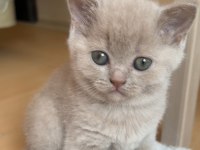 2 aylık british shorthair dişi kızımız