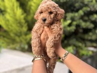 Toy Poodle fiyat 2. Planda aile arıyoruz