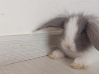 HOLLANDA LOP TAVŞANI