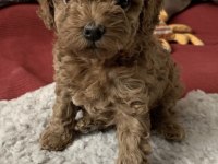Toy Poodle Red