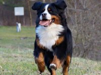 Dağ Köpeği Bernese Yavruları Çiftlikten
