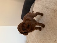 KORE POODLE 30 GÜNLÜK ERKEK