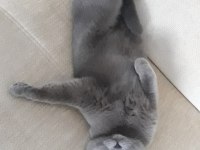 Scottish fold erkek