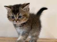 Scottish Straight golden tabby