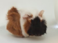 Guinea pigler