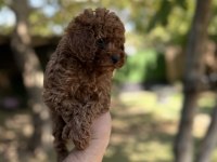 Sağlık Ve Irk Garantili Toy Poodle Yavrularımız