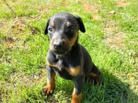 2 Aylık Taş Doberman Yavrularım