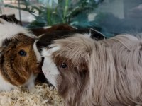 Yavru ve Damızlık Guinea Pig