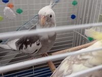 Çift sultan papağanı (her şeyiyle verilecek)