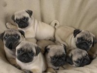 Irk Ve Sağlık Garantili Pug Köpeğimiz