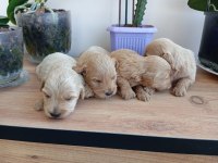 Maltipoo terrier köpeği