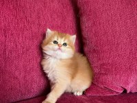 Aslan yavrusu kedimiz