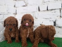 Toy poodle yavrularımız