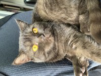 Kedimize ücretsiz yuva arıyorum