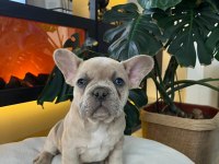 EGZOTİK FRENCH BULLDOG YAVRULAR HARİKA RENKLER VE ANATOMİ