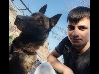 Orjinal eğitime müsait 10 aylık dişi belçika kurdu