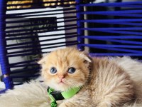 Scottish Fold golden tabby