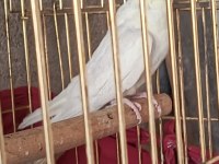 Sultan Papağanı Sağlıklı