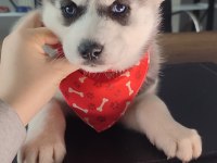 Orijinal husky yavrular