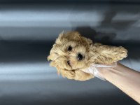 Mini maltipoo bebekler
